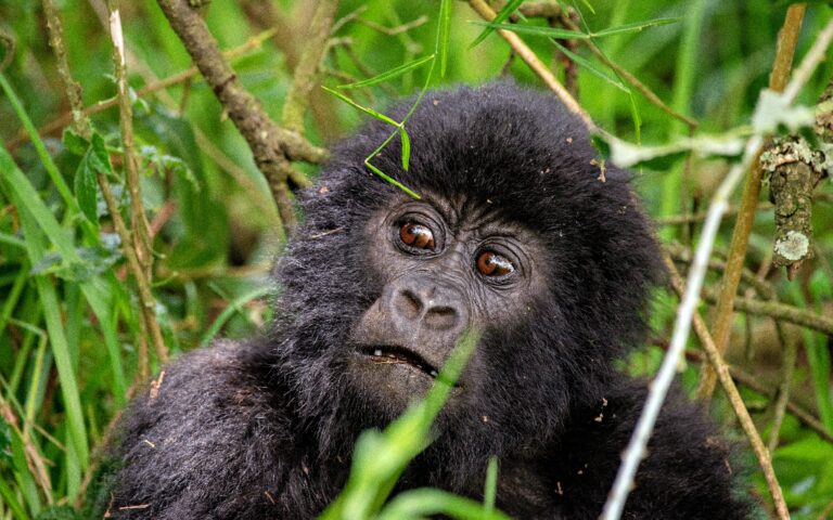 TTP23Mgahinga-56Nile Abenteuer