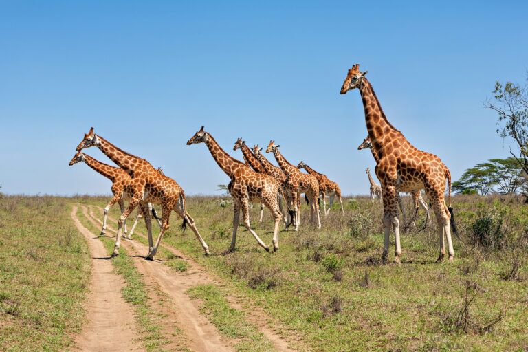 Wild giraffes herd in savannah, Kenya, Africa