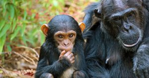 Mahale_Mountains_Chimpanzees